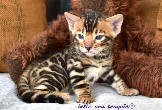 pictures of bengal kittens