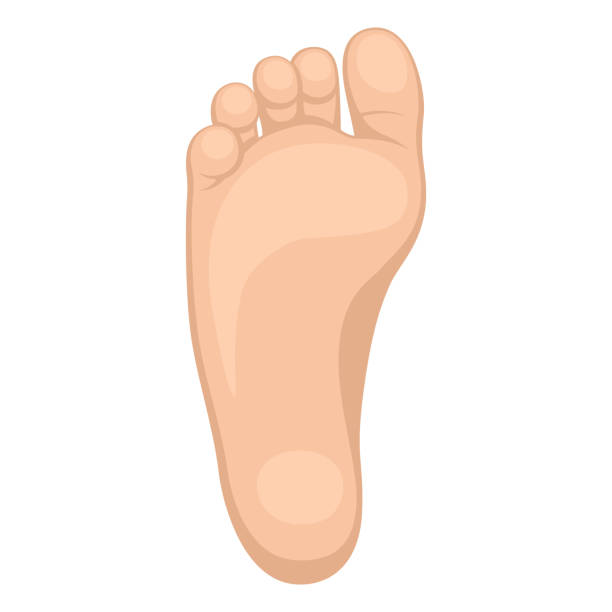 toes clipart