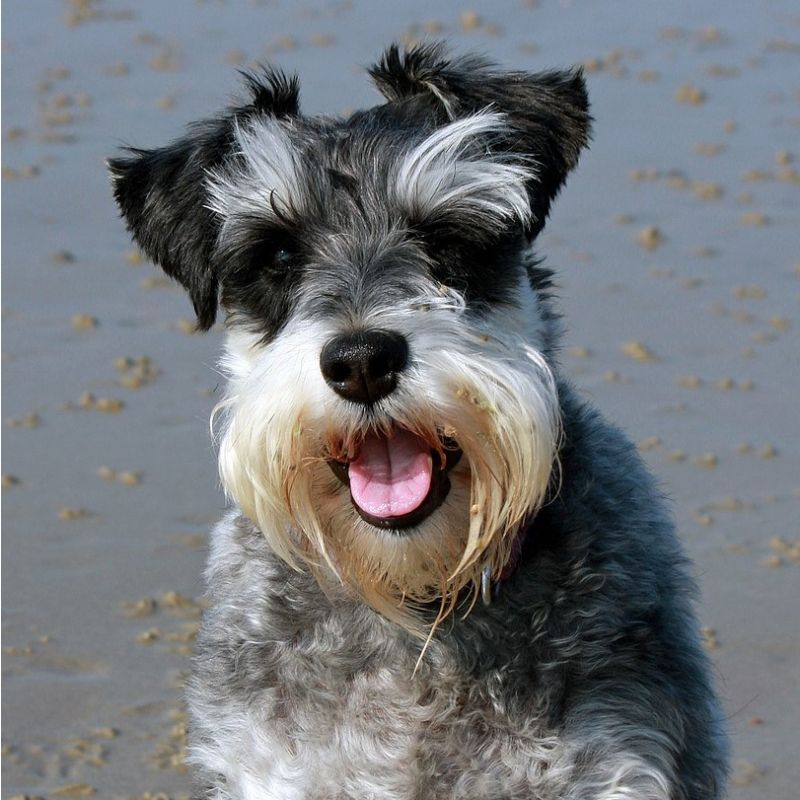 miniature schnauzer puppies for sale