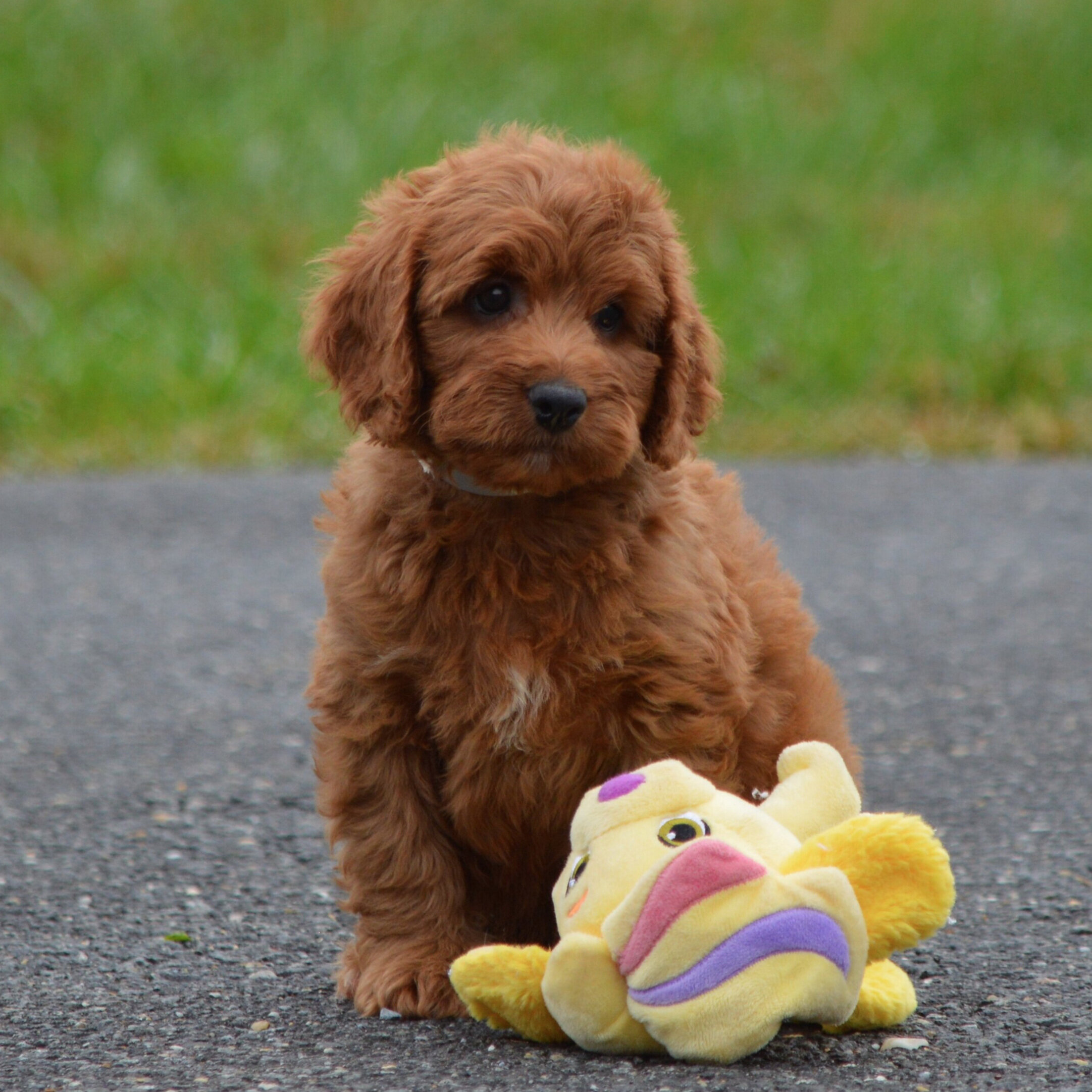 miniature labradoodle for sale