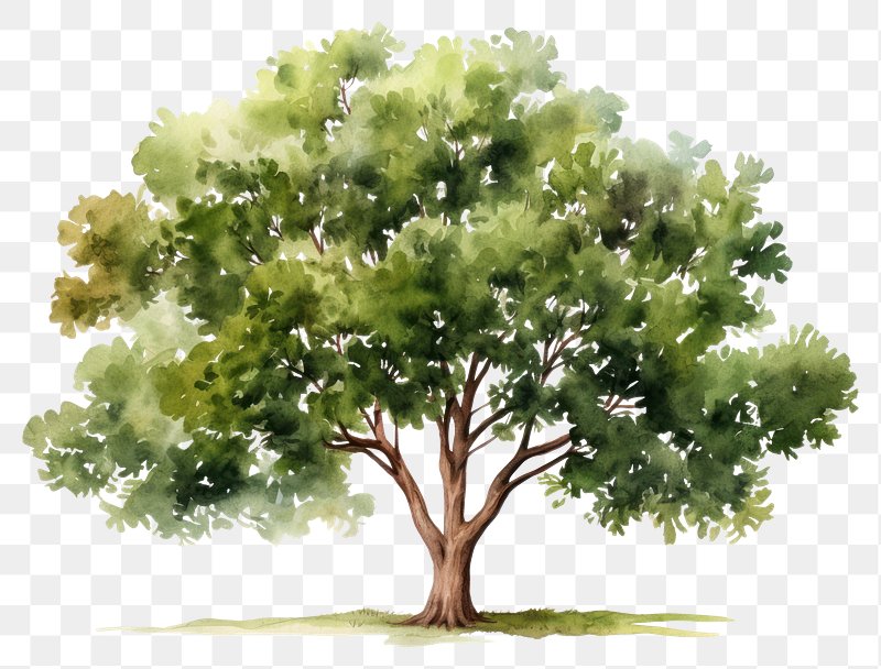 watercolor tree png