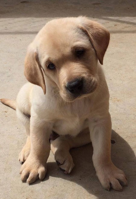 lab puppies for sale near me