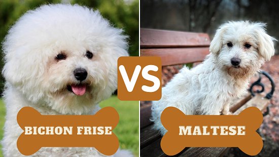 bichon frise maltese