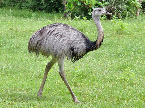 ostrich like bird crossword clue