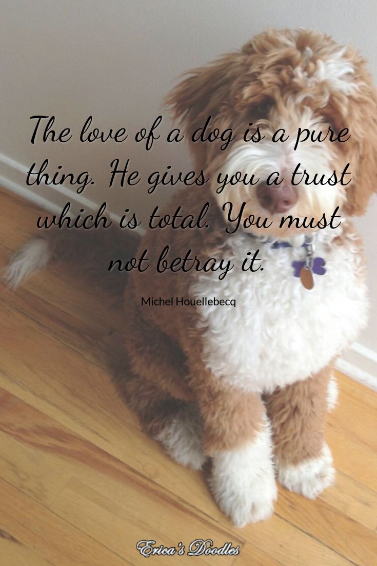 goldendoodle quotes