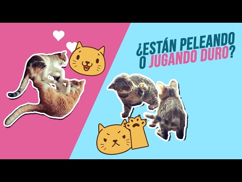 mis gatos se pelean o juegan