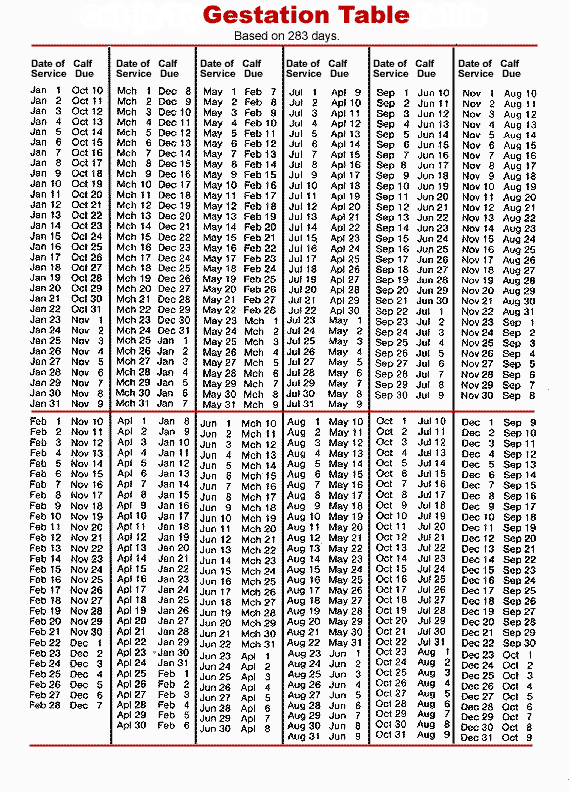 gestation cow calculator