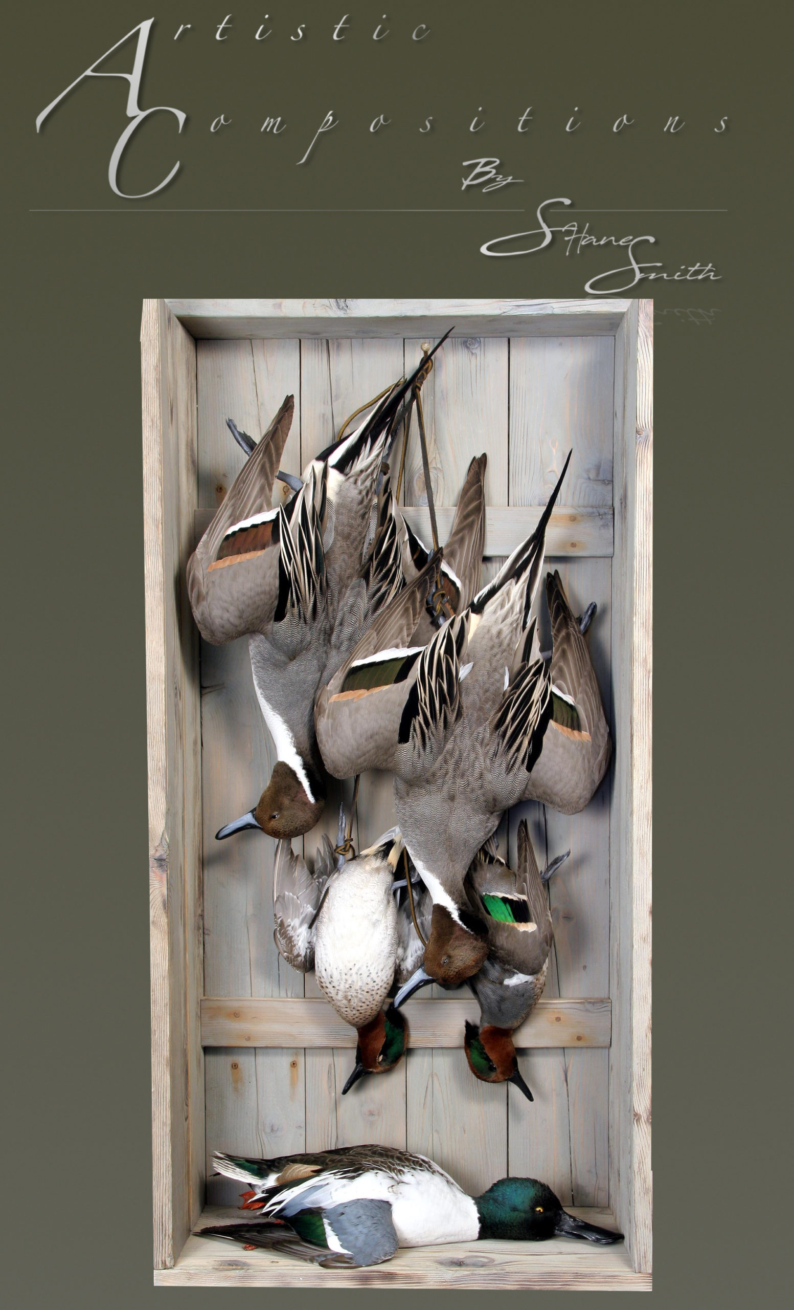 pintail dead mount