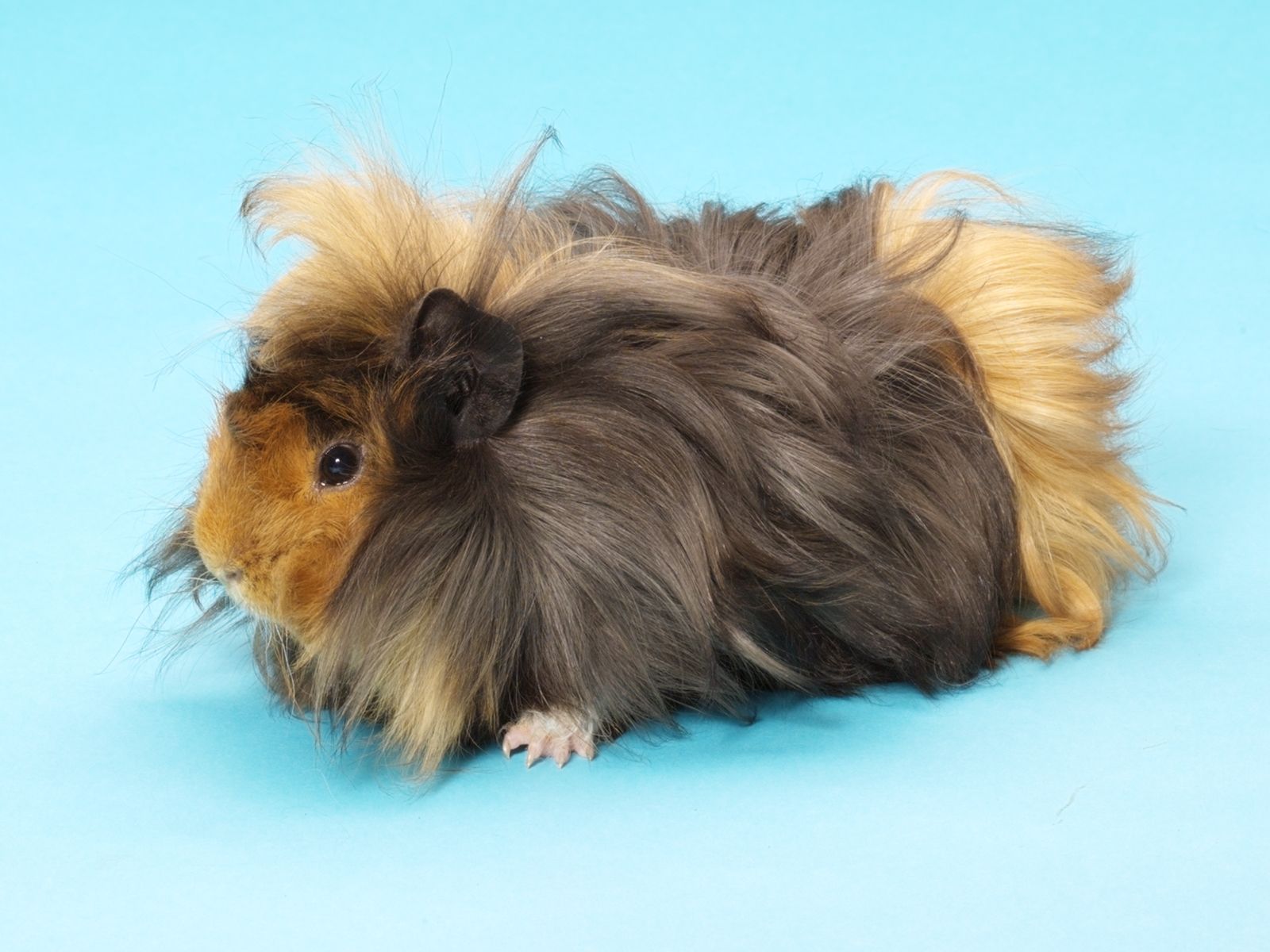 guinea pig breeds uk