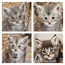 kittens for sale havant