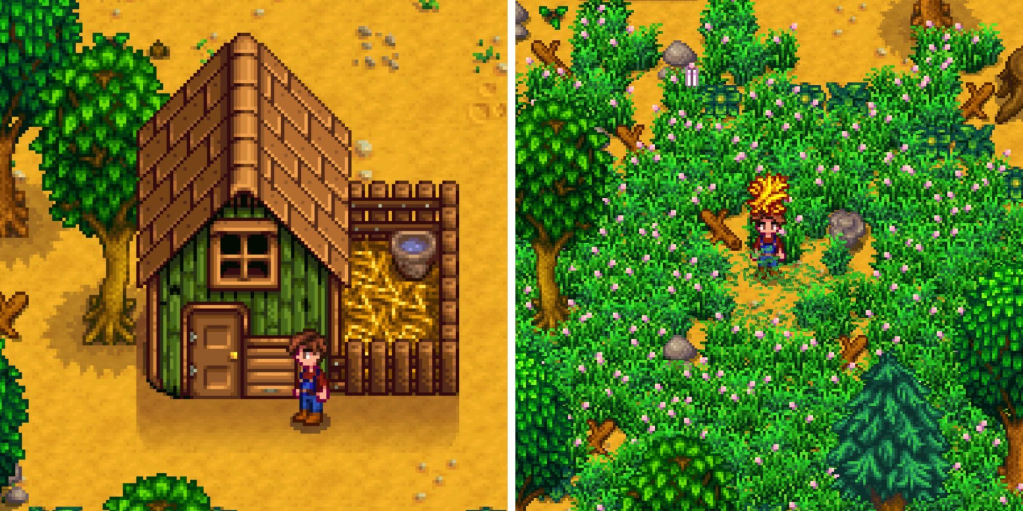 how do you feed the chickens in stardew valley