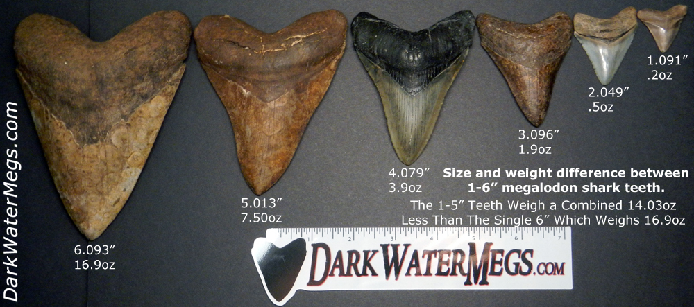 how much is a megalodon tooth worth