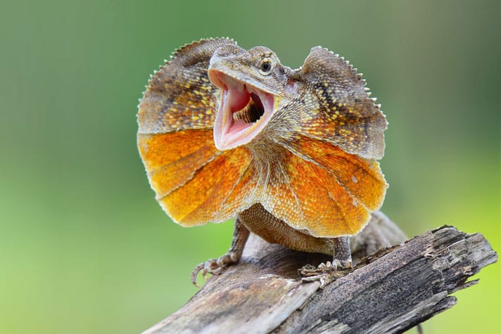 hooded lizard