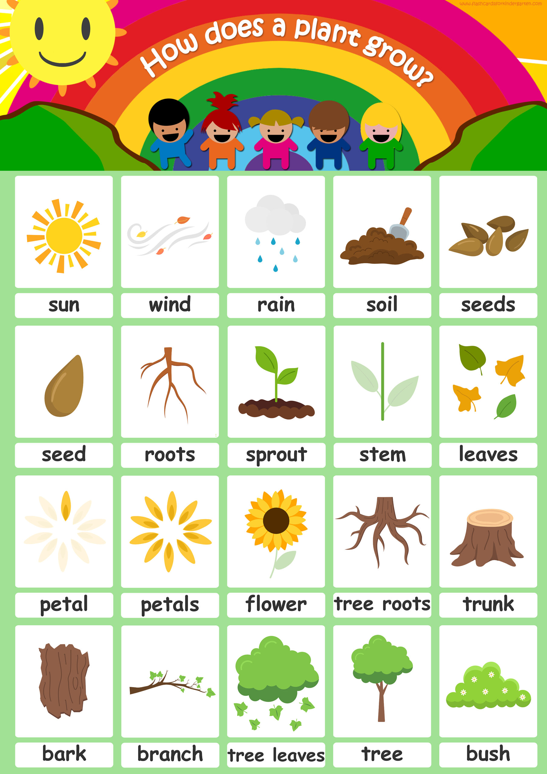 plants flashcards pdf