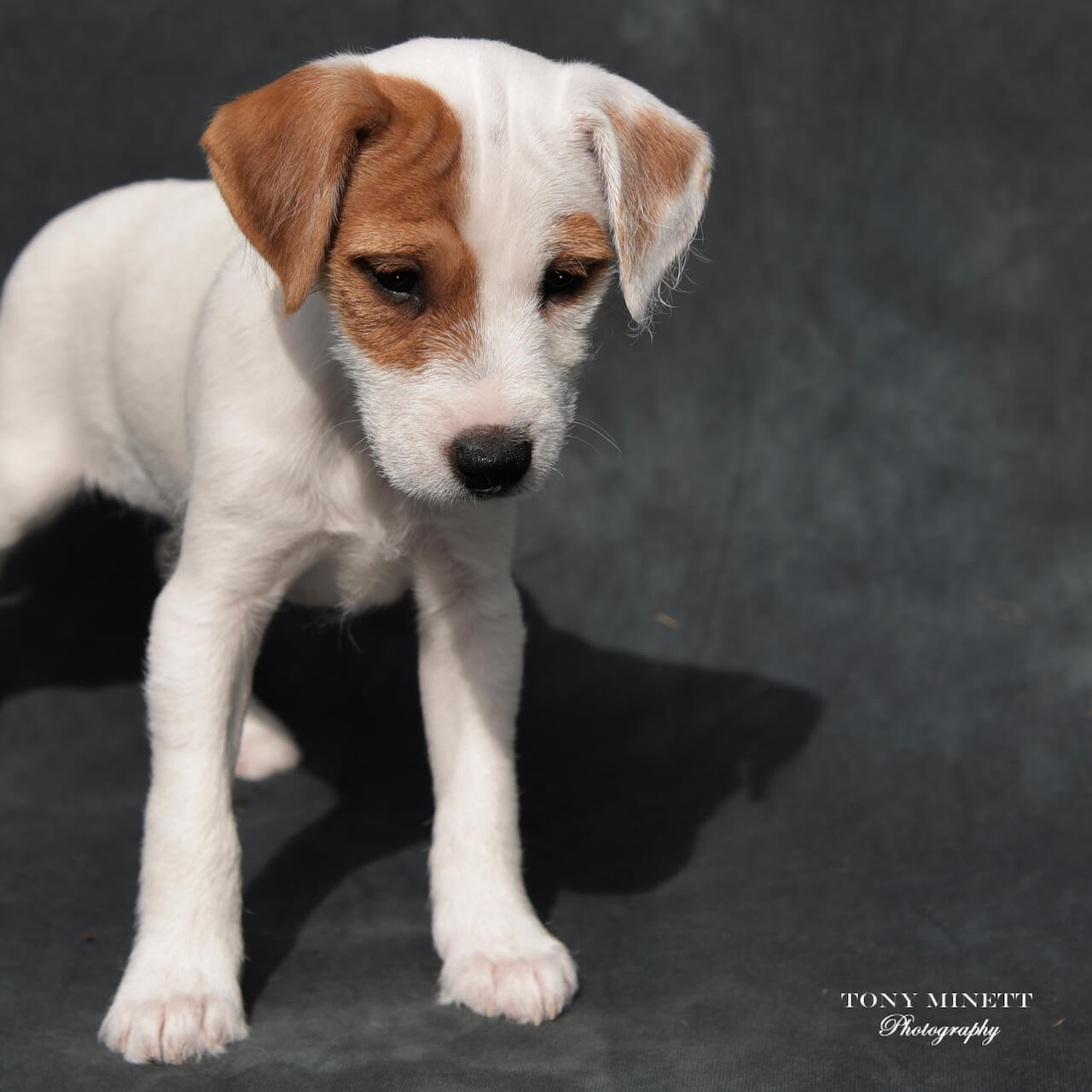 parsons russell terrier for sale