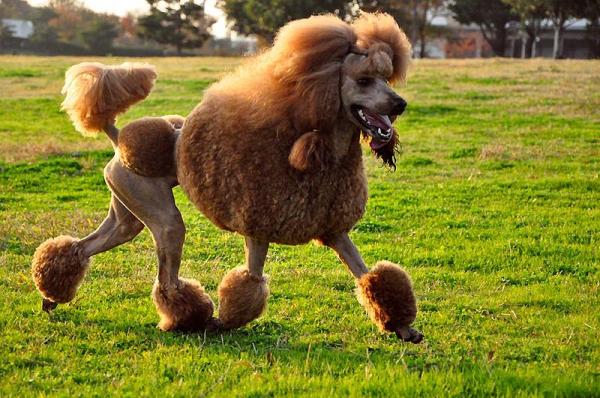 caniche de dos colores son puros