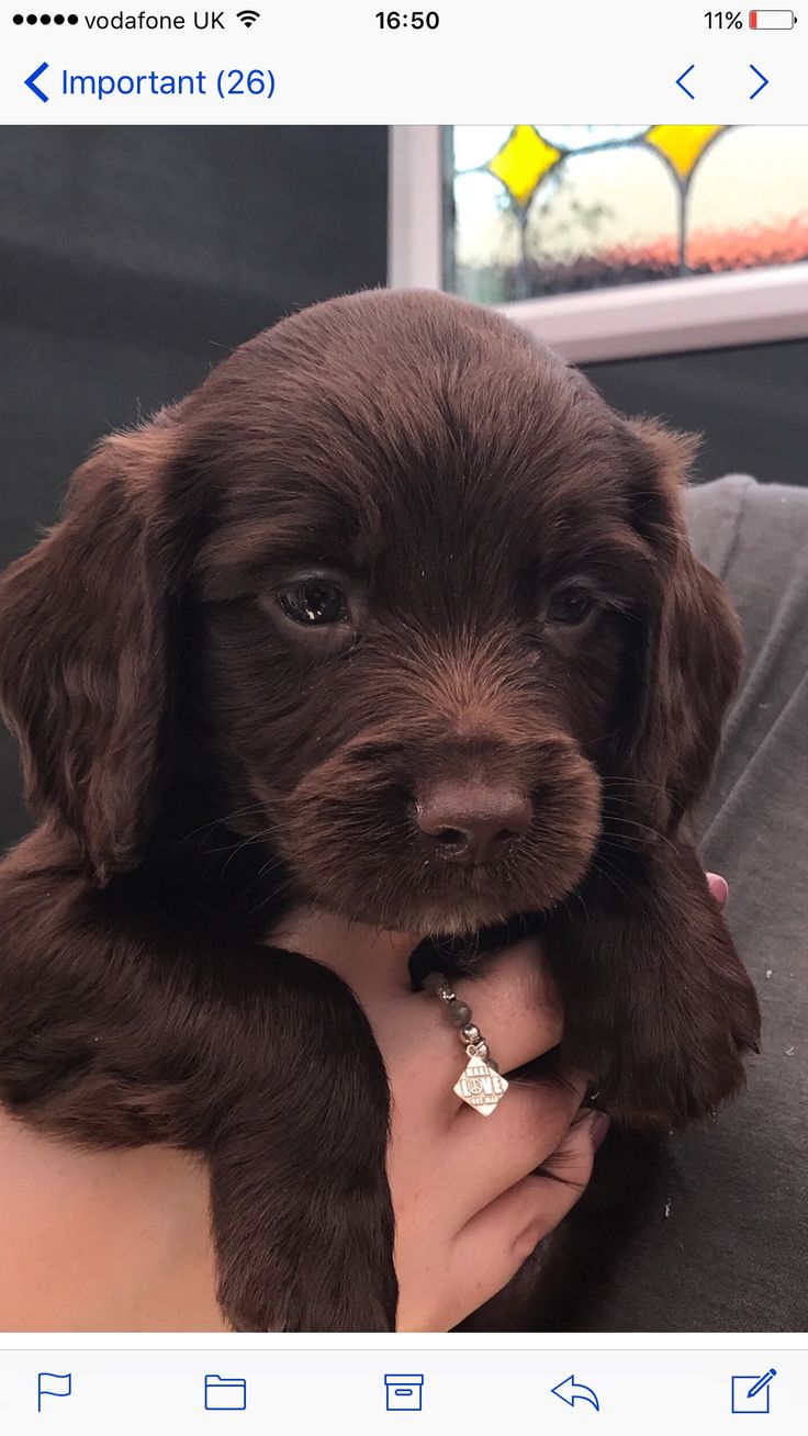 sproker spaniel puppies