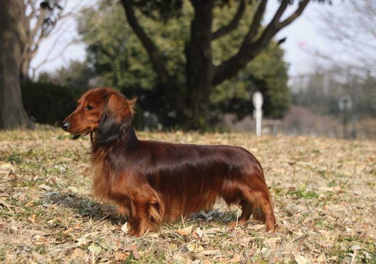 rabbit dachshund for sale