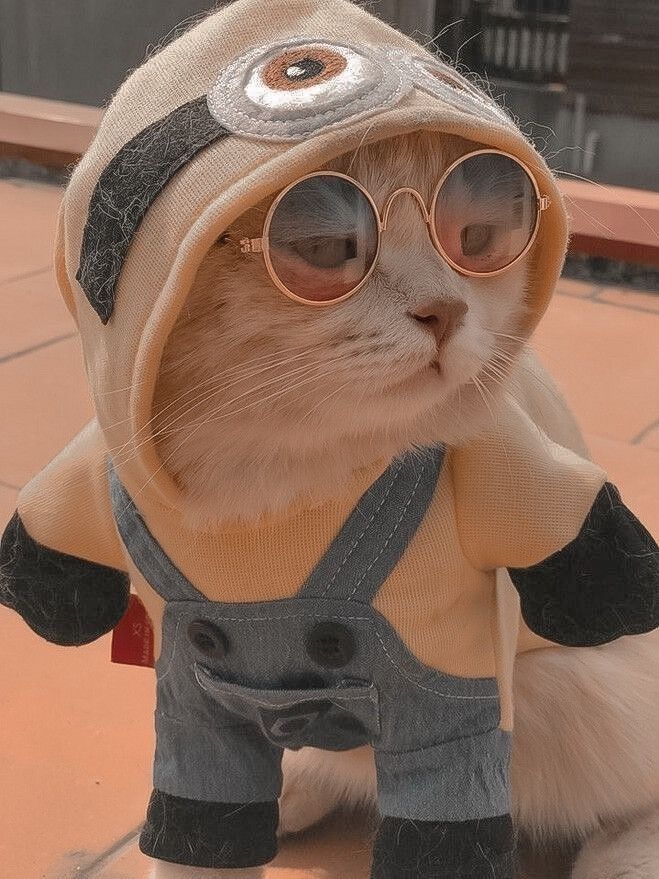 imagenes de gatitos aesthetic