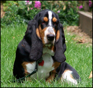 basset hound puppies for sale ontario