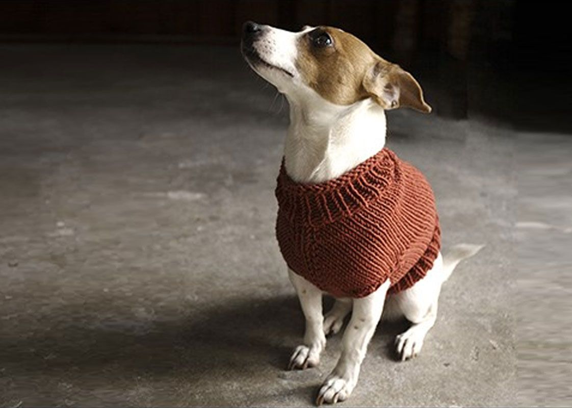 knitting pattern dog coat