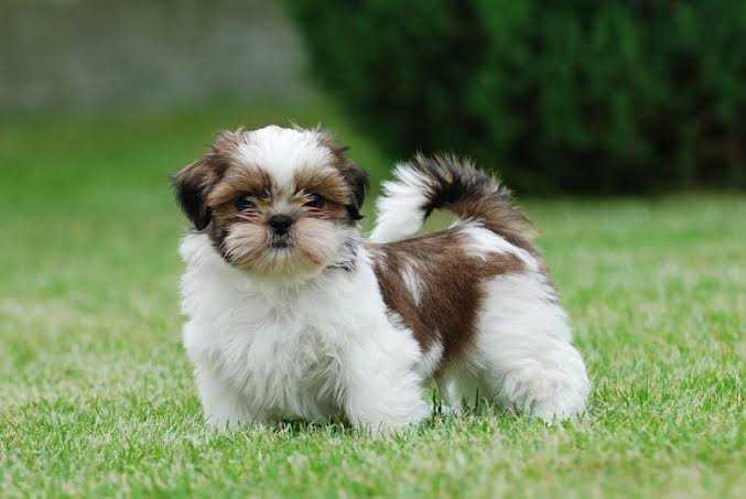 shi tzu puppies for sale