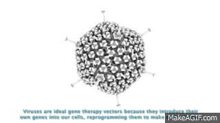 adenovirus gif