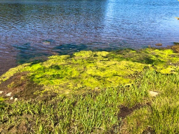 halifax blue green algae