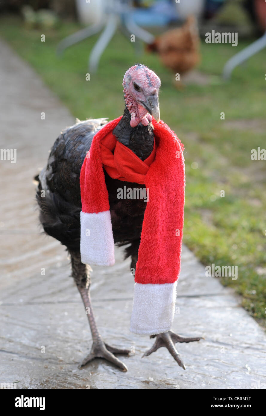 images of funny turkeys