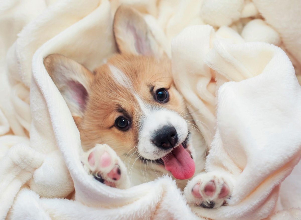 corgis cute