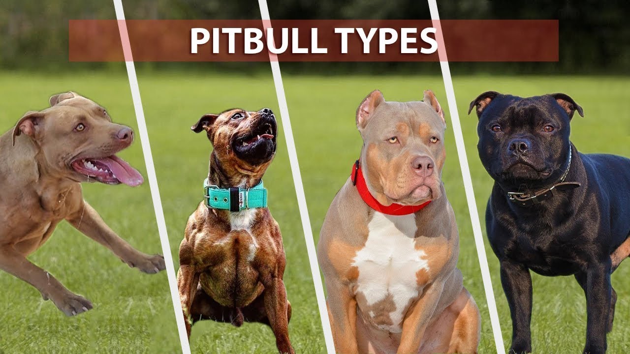 types of pitbull dog breeds