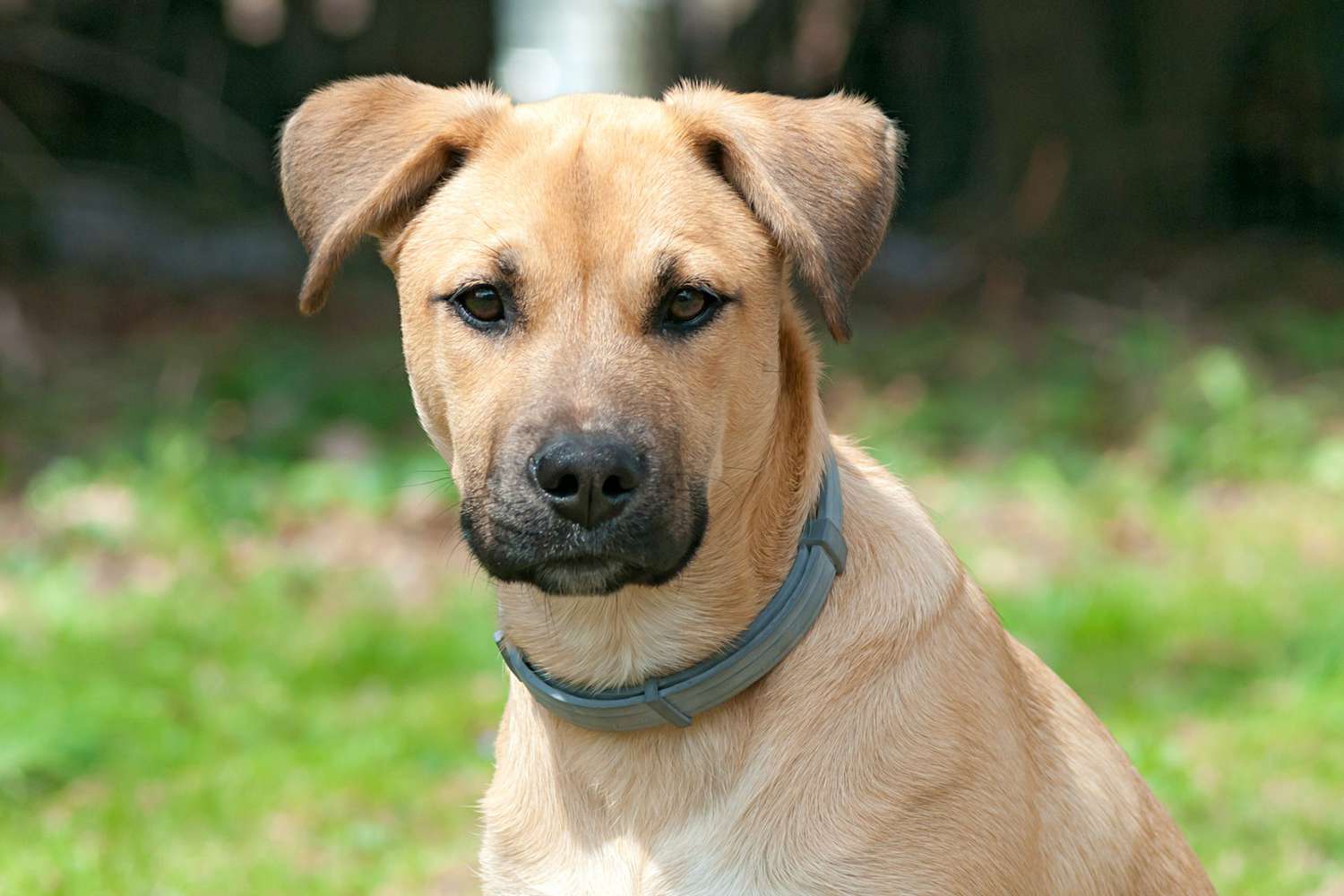 southern black mouth cur dog