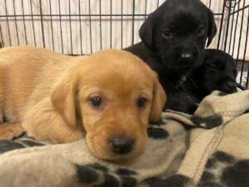 puppies for sale east lothian