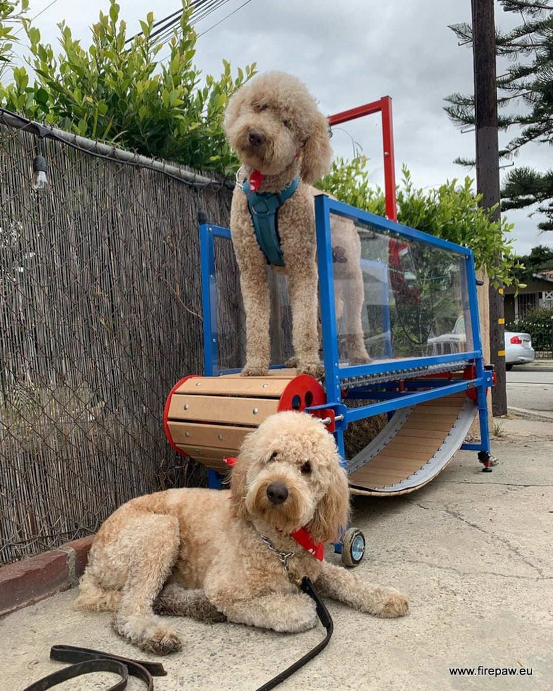 self propelled dog treadmill canada