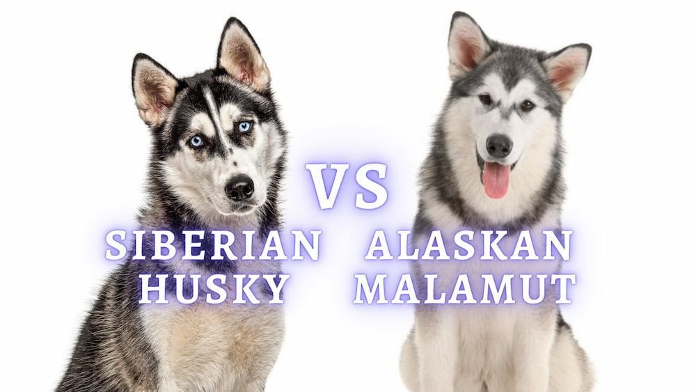 alaskan husky vs alaskan malamute