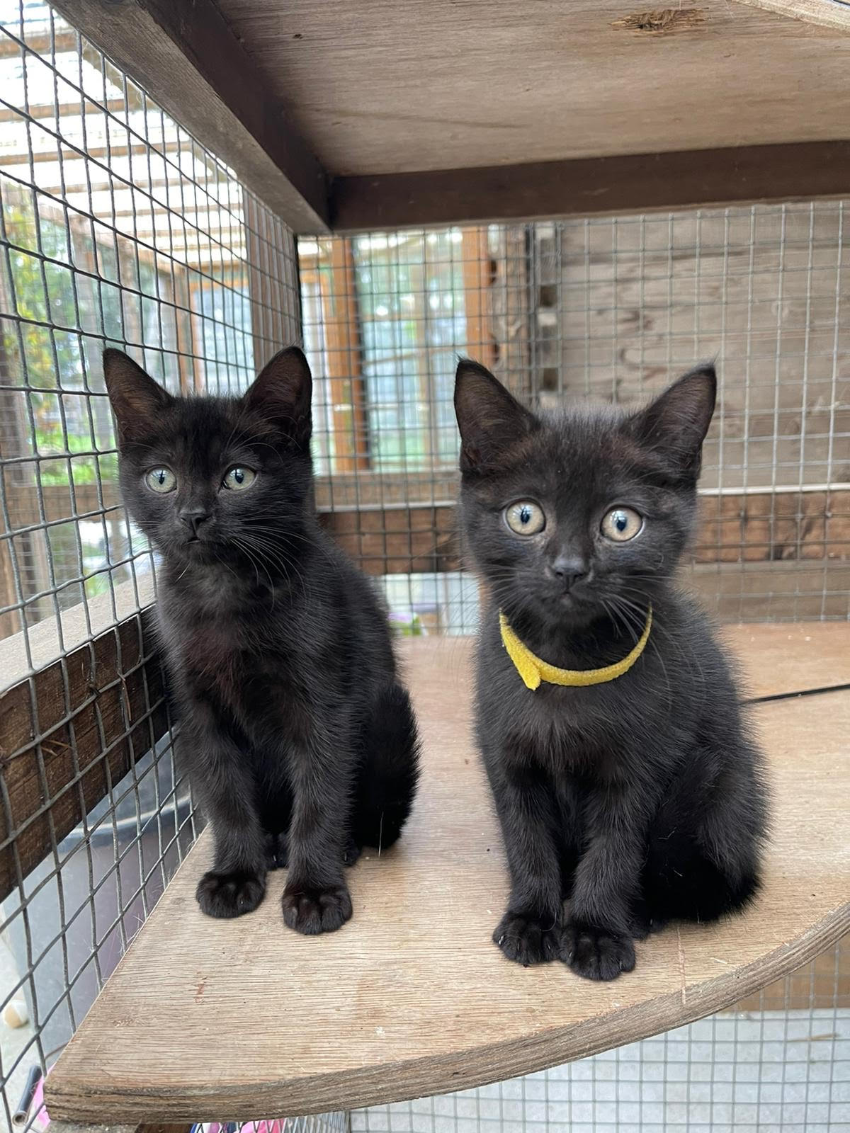 kittens for free in london