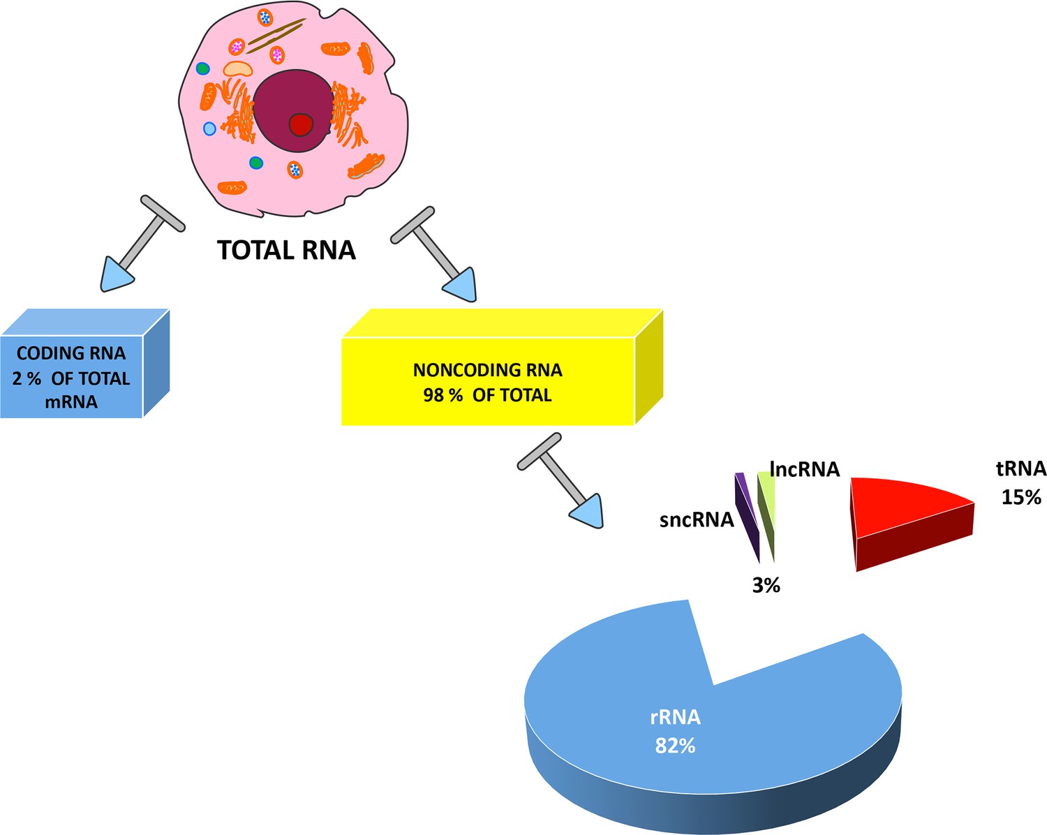 long non coding rna