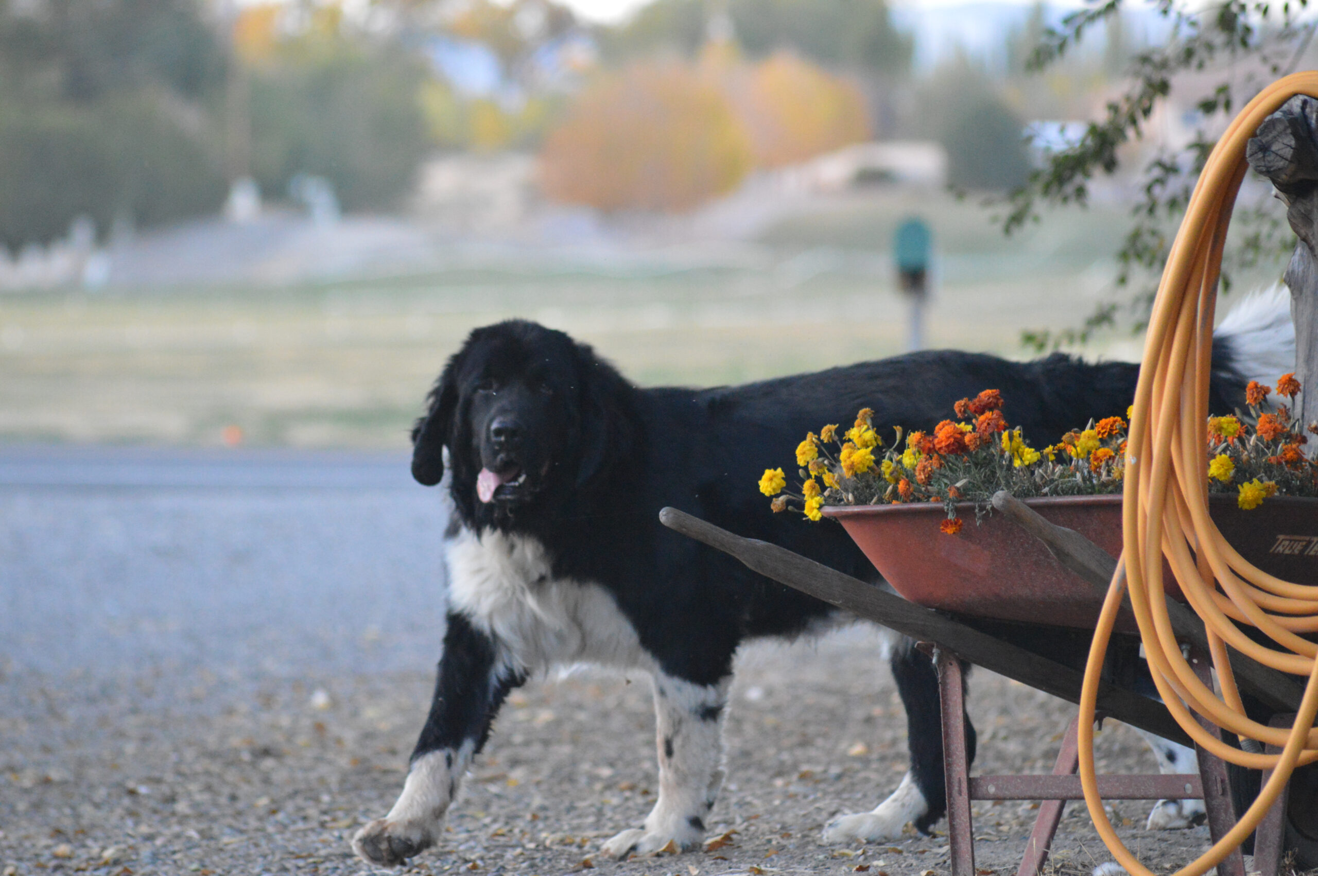 newfoundland breeders colorado