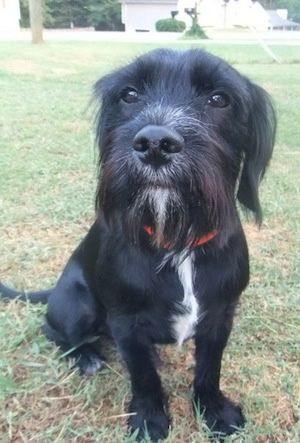 cocker spaniel and schnauzer mix