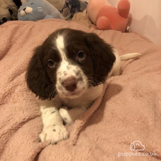 english springer spaniel puppies for sale uk