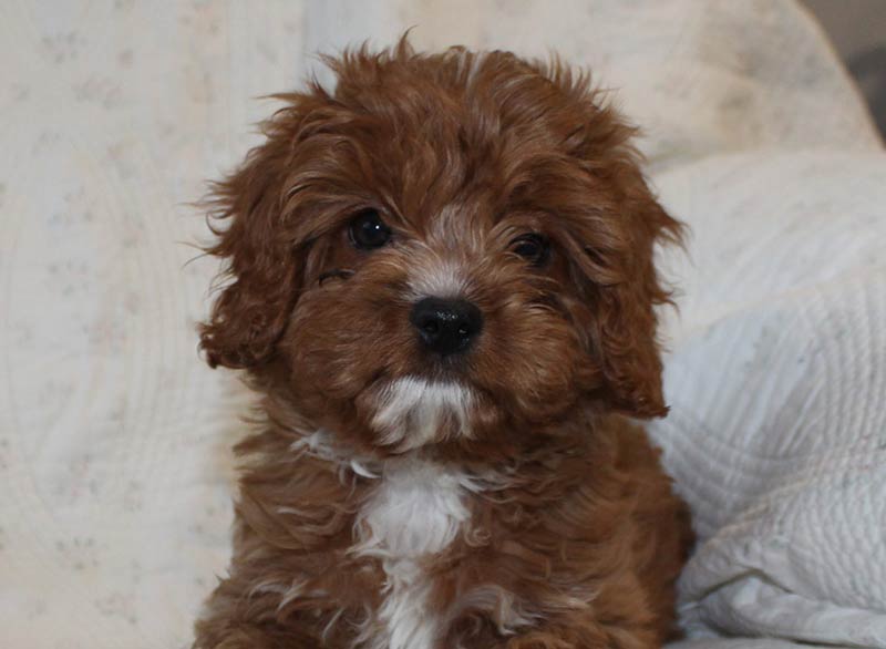 cavapoo for sale phoenix