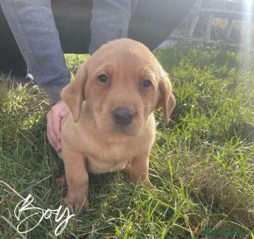 lab puppies for sale norfolk