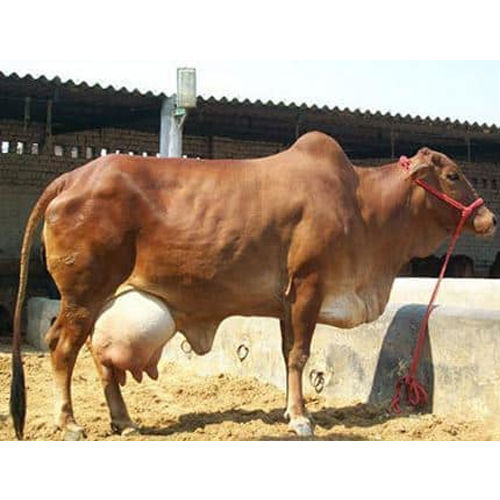 sahiwal cattle price