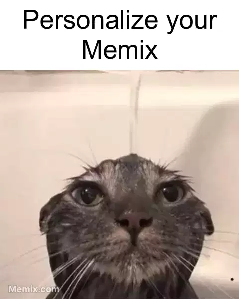 wet cat meme