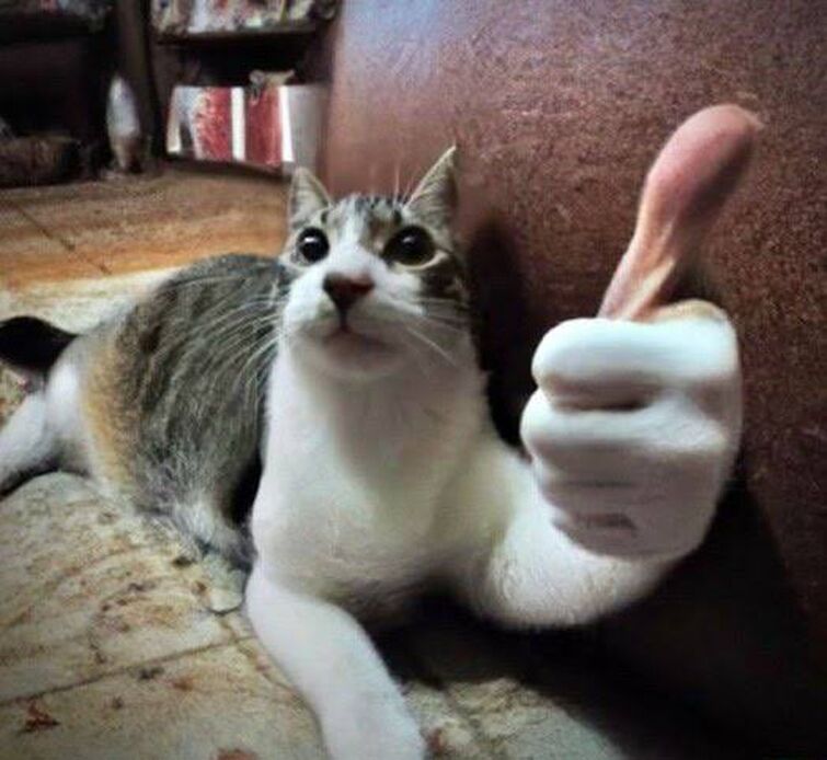 cat with thumbs up