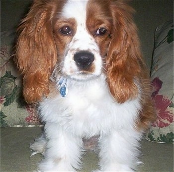 cavalier king charles spaniel cross cocker spaniel