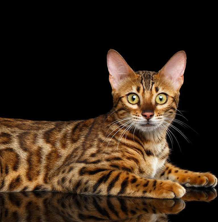 bengal kitten for sale