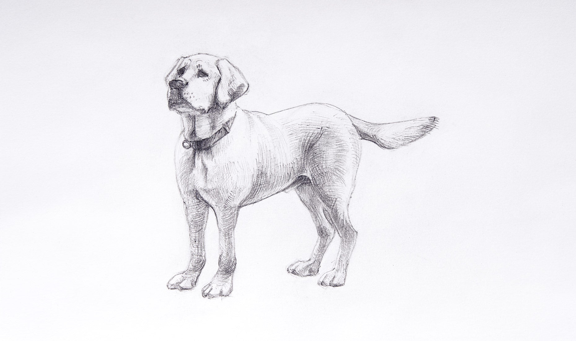 sketch of dogs