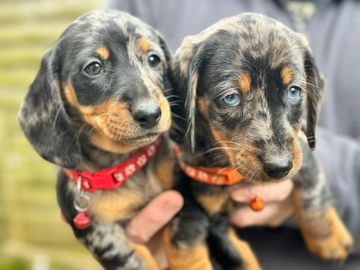 sausage dogs for sale