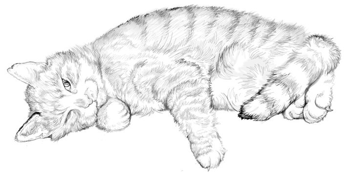 cat pencil drawing